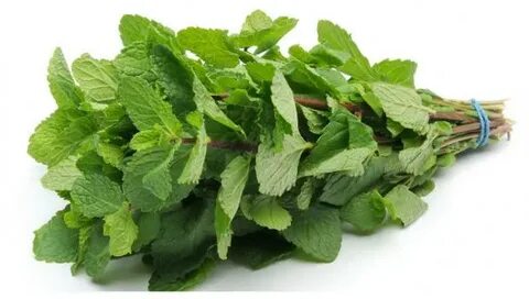 خرید تضمینی سبزی نعناع با کیفیت صادراتی